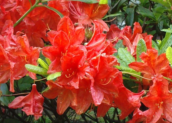 RED FLOWERS