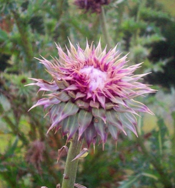 Wildflower beauty