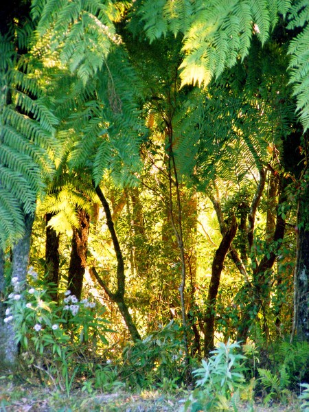 Light through the Thicket