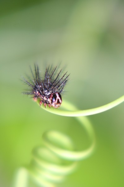 Caterpillar sitting on a curly grapevine