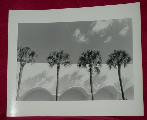 Palms 4 Photograph