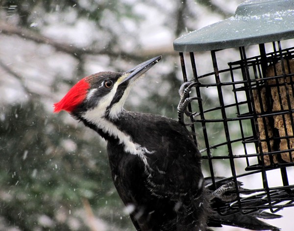 Pileated Woodpecker - How do I get in?