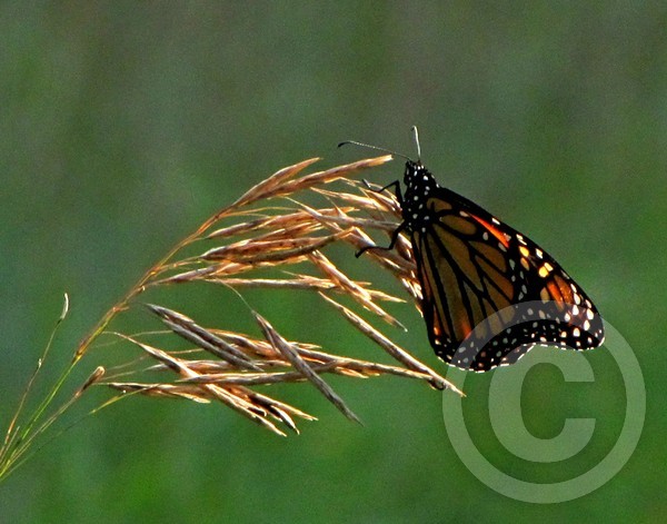 Monarch on whole-grain diet!