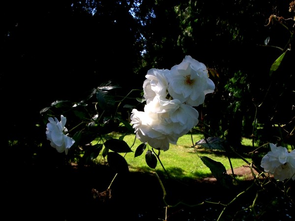 White Roses