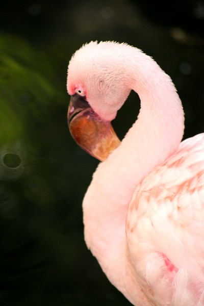 pink flomingo-minnesota zoo