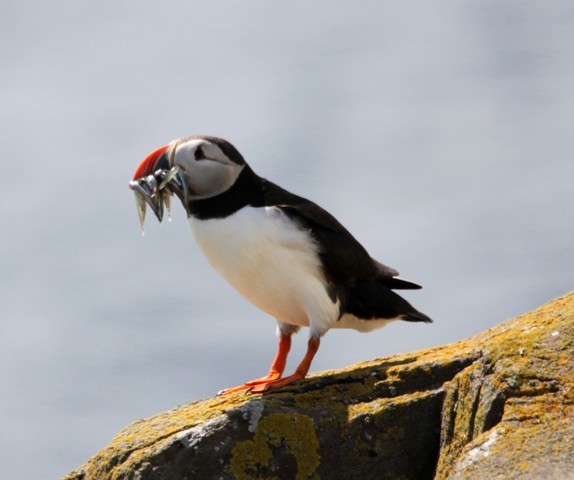 PUFFIN WITH FISH