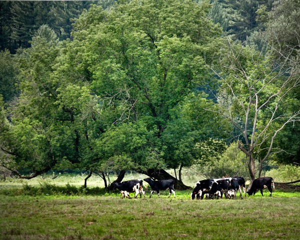 Cows Under a Tree