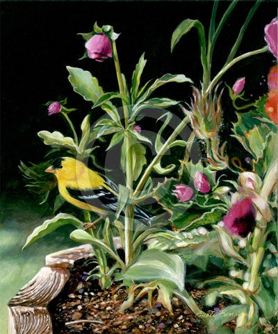 N.A. Goldfinch