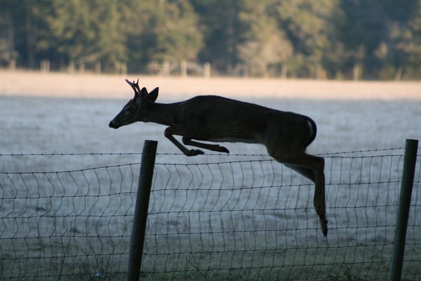 Buck Jumping over fence