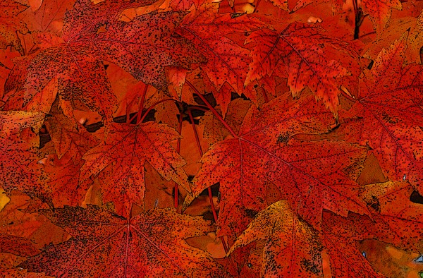 Autumn Patterns