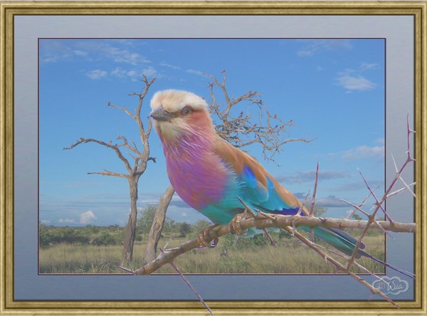 Lilac breasted roller OOB