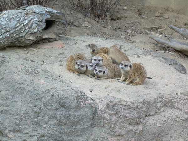 Meerkats at the Zoo