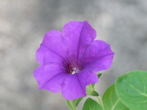 Petunia in Bloom