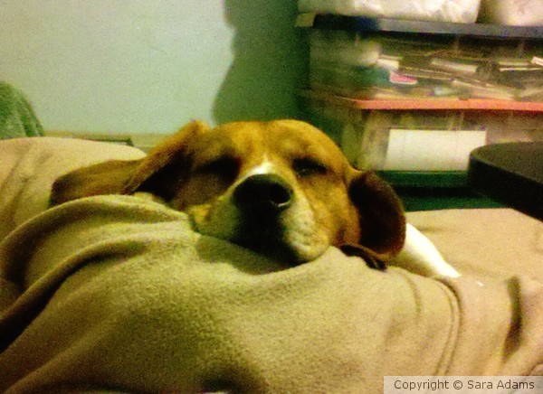 Ninja Beagle After a Long Day