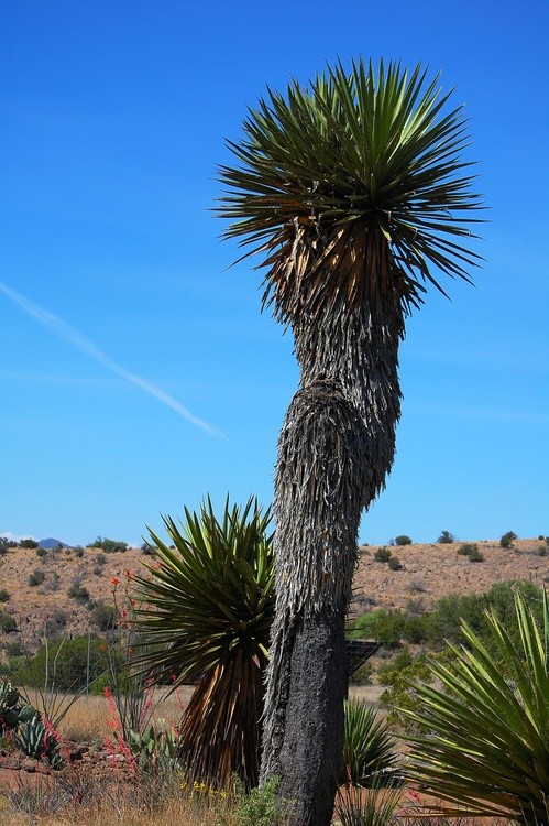 Majestic Yucca