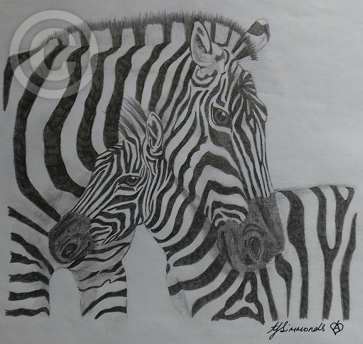 Zebra and foal bonding