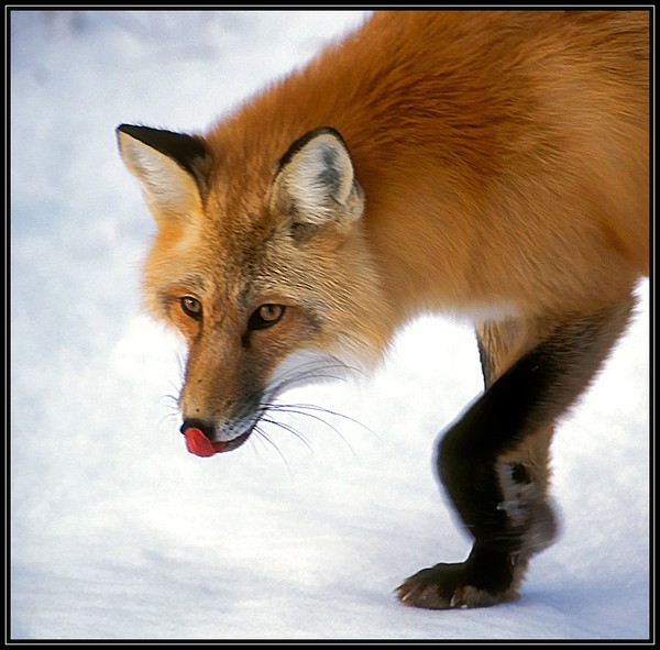 Red Fox