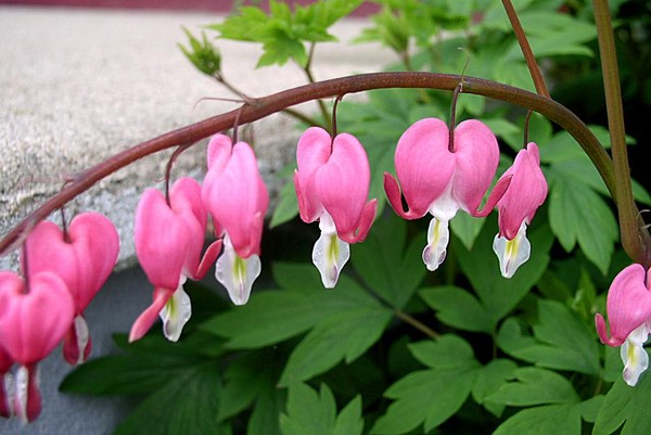 Bleeding Hearts