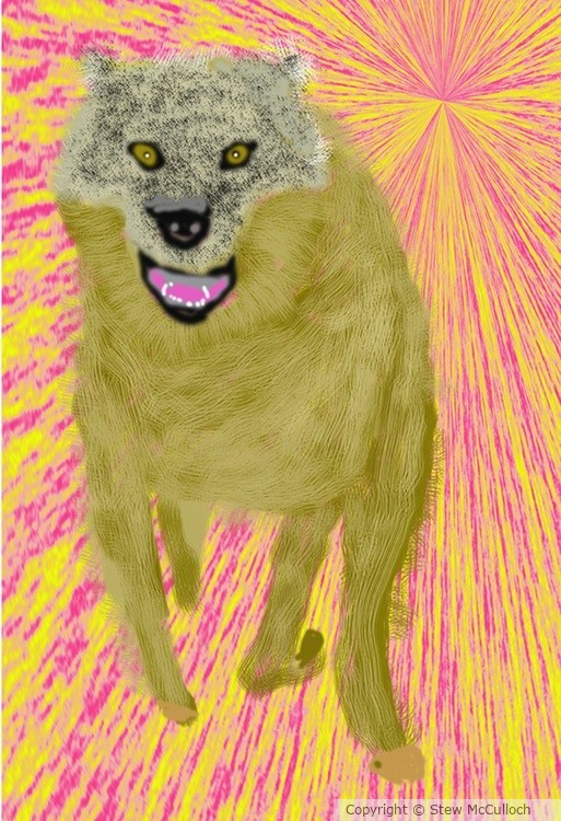 Frightened Wolf  P291