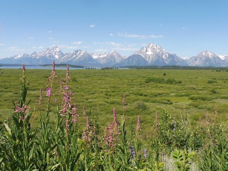 Tetons with wildflowers