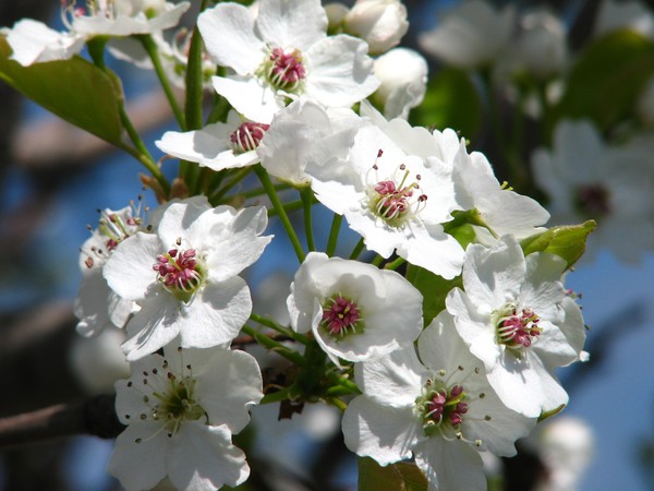 Blooming apple tree