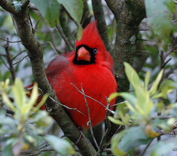 Cardinal Beauty