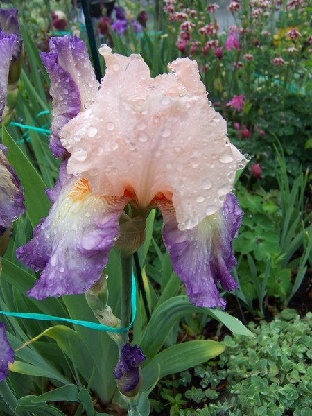 Du-colored Iris after Rain