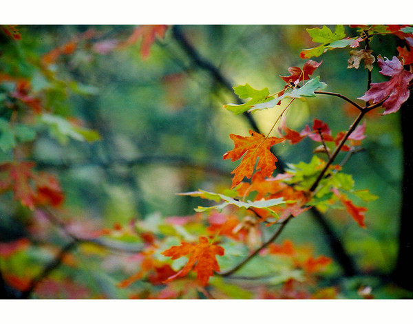 Fall Leaves