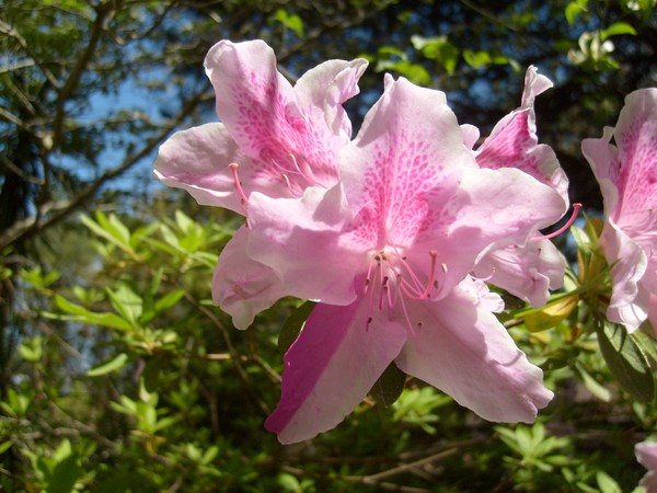 Blooms of Spring, Pink Azalea