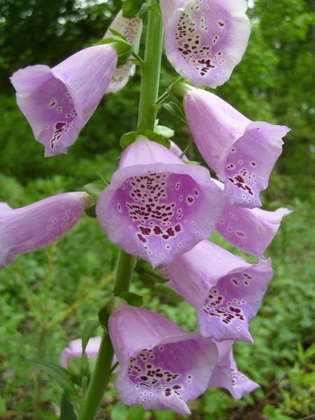 Foxglove, Good for the eye and heart