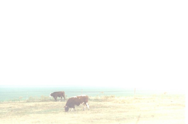 Toxic Cows and white death cloud