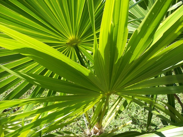 Palm Leaves