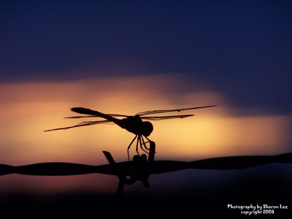 Dragon Fly at Dusk