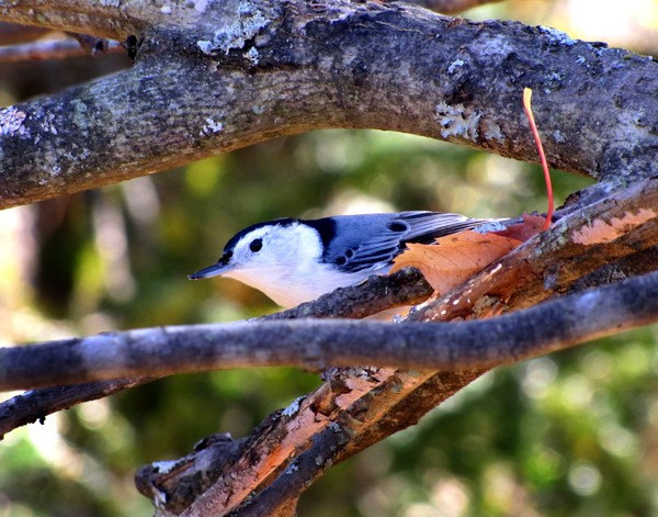 White-breasted nuthatch as the leaves fall