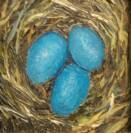 Robin's Eggs