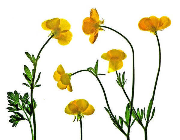 buttercups