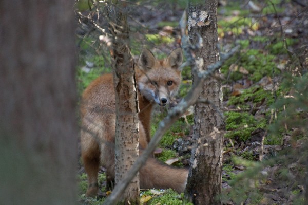 Red Fox in the woods