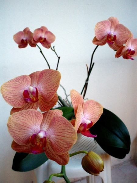 moth orchid