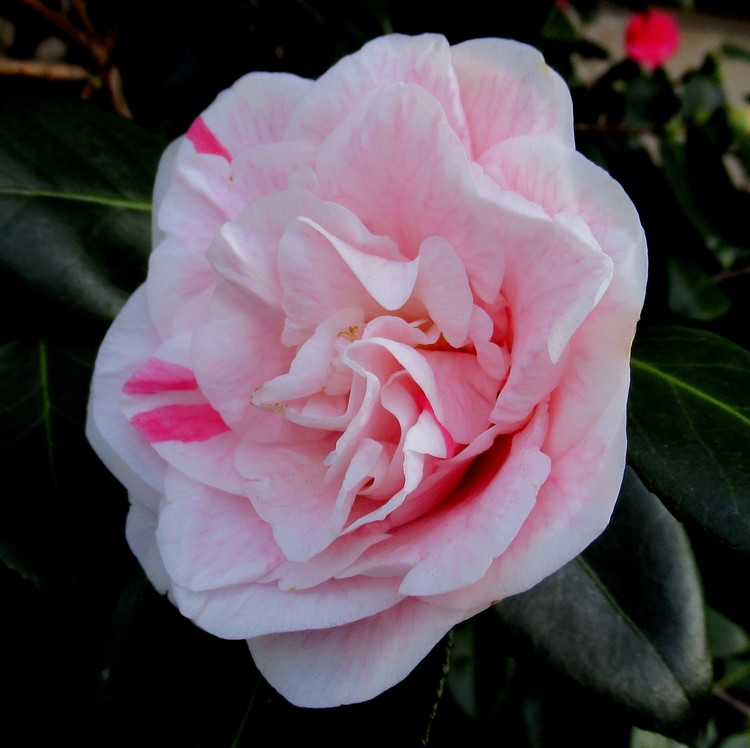 CAMELLIA