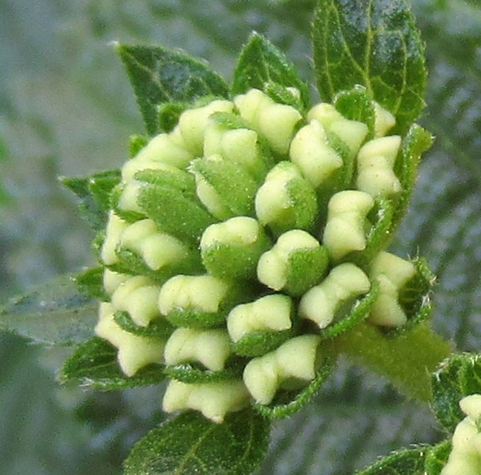 LANTANA BUDS