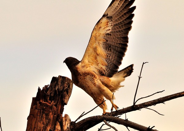 Swainson's Hawk