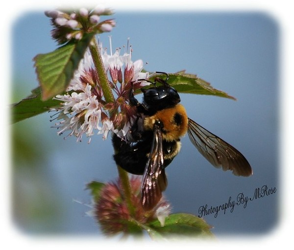 Bee Nice 