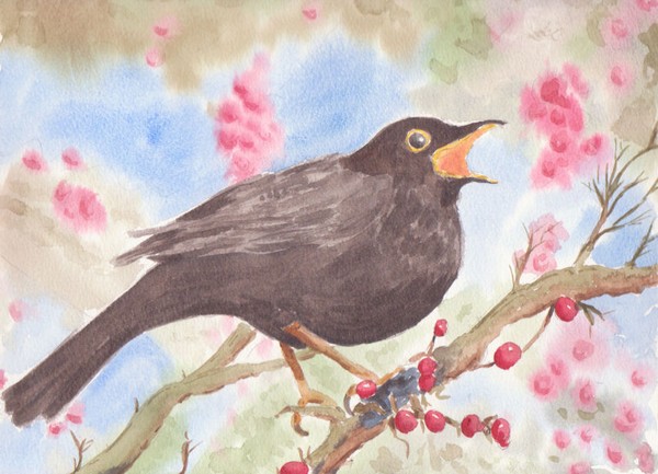 Blackbird