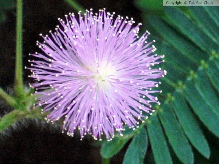 Blossom & Leaves, Tough-Me-Not (Mimosa pudica), China 09-16-2005