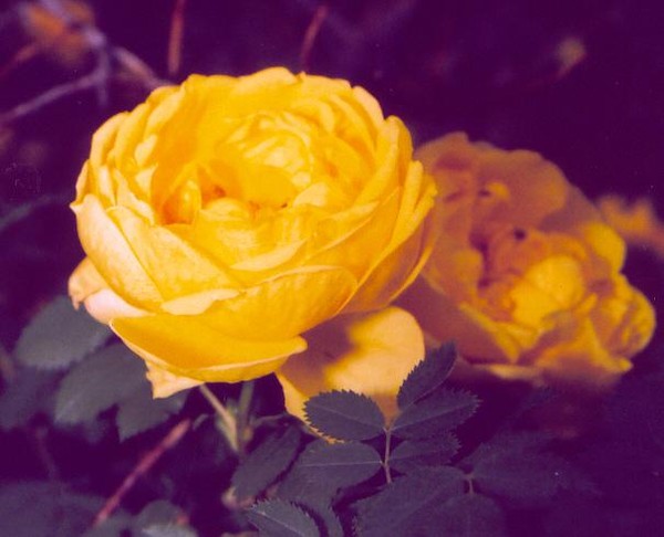 Yellow Rose of Georgetown