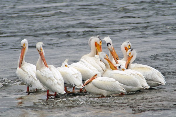 Preening Pelicans.