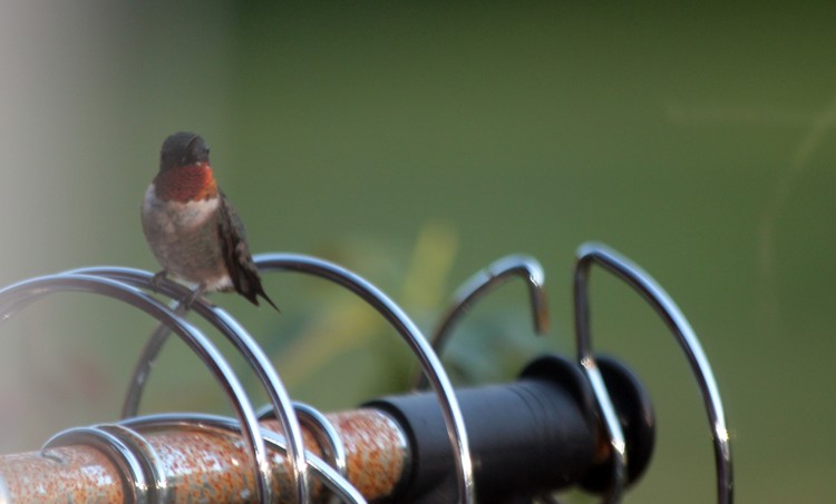 Male Hummingbird resting