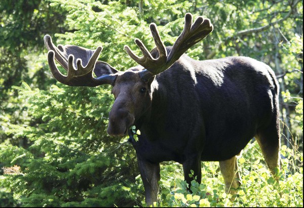 Bull Moose Grazing In The Marsh