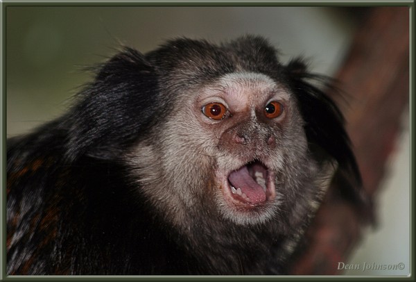 Yawning Primate