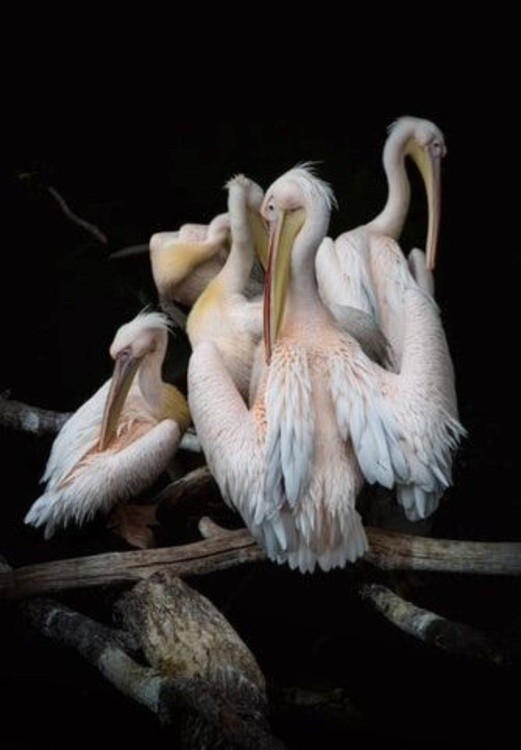 White storks 